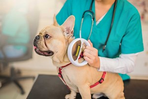 What Math Courses Are Needed in College to Be a Veterinarian?