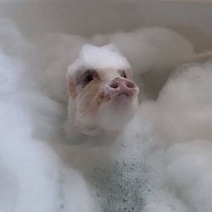 35K views · 71 reactions | So if you end up wanting one - make sure you get your Piglet from a certified miniature pig breeder and 'stay in charge for whatever you have tamed'.  #minipigs #govegan #pigs | Animalistic | Facebook