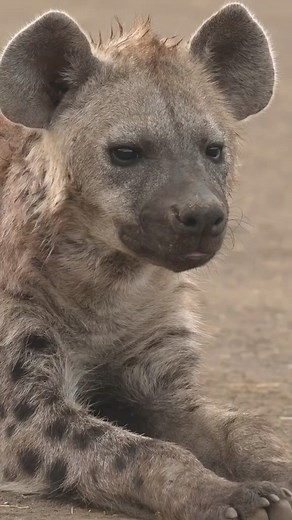 8K views · 67 reactions | #HyenaLife #WildHunters #LaughingPredators #SavannahScavengers #HyenaProwl #CunningCarnivores #HyenaClan #SafariSights #AlphaHyena #SavageSurvivors | Bagh Dushkhel | Facebook