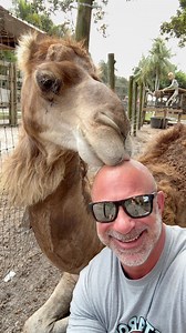 59K views · 1K reactions | I LOVE Kisses From B! Did you know all tours include feeding camels book your walk-through Safari tour now at AnimalEDventures.com | Animal EDventure Park & Safari | Facebook