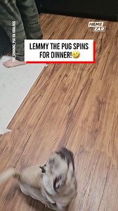 27K views · 130 reactions | Dinner excitement gets too much for this Pug!  | Memezar | Facebook