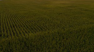 These fields have no limits. 🌽🏈💥 This is the 2023 Ball State Football intro video produced by the creatives in Sports Link. Producer: Josh Brunette Assistant Producers: Cam Clift, Jack Ashby, Evan Miller and Claire Witte | Ball State Sports Link