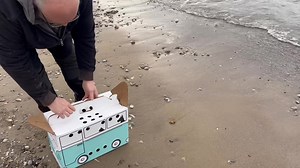 Red breasted merganser goes home! We took him to the lake…he said what lake and flew away as far and as fast as he could… | Hobbitstee Wildlife Refuge