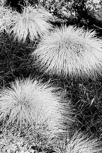 List of Full-Sun, Noninvasive Dwarf Ornamental Grass