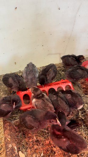 5 must haves for your chick brooder! Pine shavings Water Feeder Heat lamp or heat pad Container with rounded corners. Coffee to sit and enjoy your chicks! | Zachary Hyer