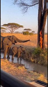 85K views · 206 reactions | Feuerlöschfähigkeiten des Elefanten Eine...