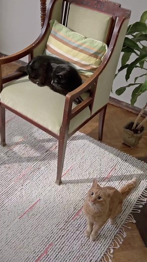 Have you ever heard about boho or bohemian interiors? 🤔🌿 🌈Boho-design uses the same philosophy as maximalism – 'more is more'. Only it uses more natural materials and light colors. 🧵 Common natural materials include burlap, sisal, silk, and chenille. 🌱 Plants are also a key element, bringing the outside into your space. The bohemian interior is centered on the beauty of nature and its children. 🧶 Textures such as fringe, crochet, and macrame pillows add a cozy touch. Use those textures tha