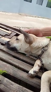 4.4K views · 55 reactions | My dogs殺殺殺 | Rose vloggs | Facebook