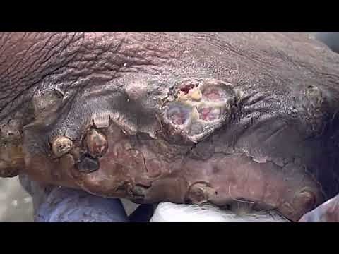 Jigger digging Evans’s right hand - see all four juicy deep digging vids @.net