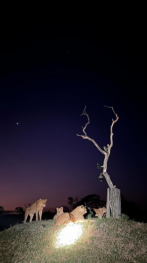 Imbali pride all around our live webcam tonight right in front of the lodge at our watering hole. What an eventful afternoon with these lions! - #lions #pride #live #sabisands #nkorhobushlodge #wildlife #wildlifeplanet #animals #africa #safari #africasafari #africanamazing #reelsinstagram | Nkorho Bush Lodge