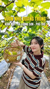 Trải nghiệm hái nho và checkin vườn nho cực hot ngay tại xã Lương Sơn, Phú Thọ - Nguồn: Alibaba Media | Hello Hòa Bình