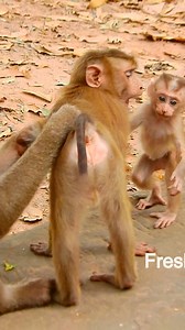 Wow wow baby Leo open his big mouth for the power protect her young sister Lily, DSCN0175 | Fresh Newborn Monkey