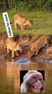 2.3M views · 13K reactions | OMG  King Lion found himself in the mouth of Crocodile . #naturelovers #animals #nature | Marc Edison Law | Facebook