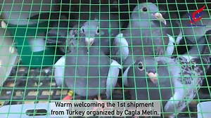 28K views · 698 reactions | Welcome the first shipment from Turkey  | Thailand Masters FCI Grand Prix | Facebook