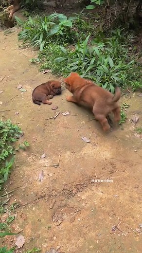 Is that stubborn little dog's butt itchy again? #CountryDog #Dog #LittlePuppy #Puppy #Dogbaby