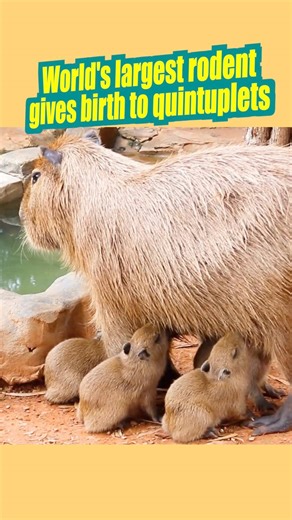 12K views · 149 reactions | Capybara is the largest living rodent in the world. A zoo in China's Kunming has just welcomed the birth of capybara quintuplets. #capybara #quintuplets #China #wildlife | China Xinhua News | Facebook