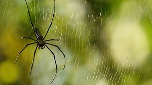 It literally rains spiders in Brazil (VIDEO)