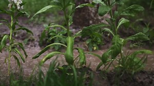 Rain pours into the flower beds in the garden in spring.