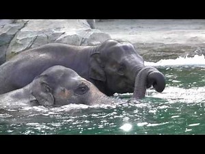 🐘 sibling swim session!