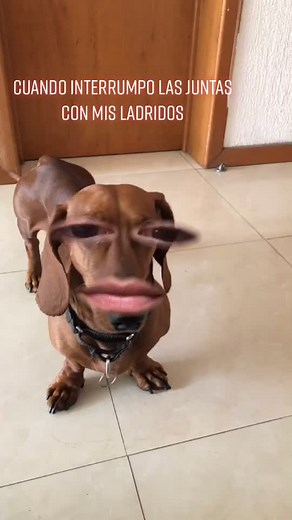 #dashund #Soyelgizmo #fy #dashunddog