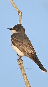 8.3K views · 765 reactions | Eastern Kingbird | Srikanth Boga Photography | Facebook