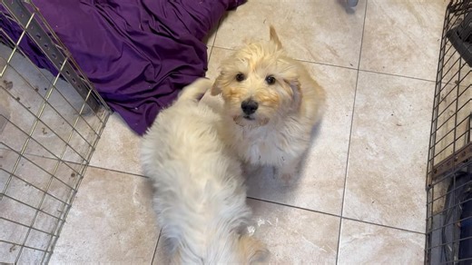 2.9K views · 267 reactions | Barney and Wilbur ❤️ Note: our gold boy...