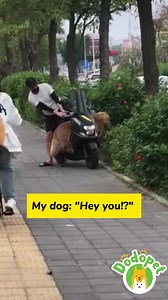 3.2K views · 24 reactions | 藍藍藍 | The Dodo Pet | Facebook