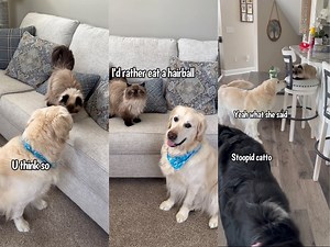 Dog Deals With Sassy Catto | Charlie The Golden