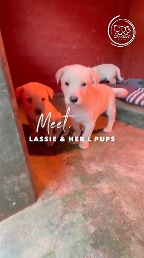 4.1K views · 98 reactions | Meet the beautiful Lassie and her...