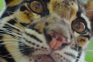 Stream It Or Skip It: ‘Animal’ On Netflix, A Celebrity-Narrated Nature Series With Remarkable Photography