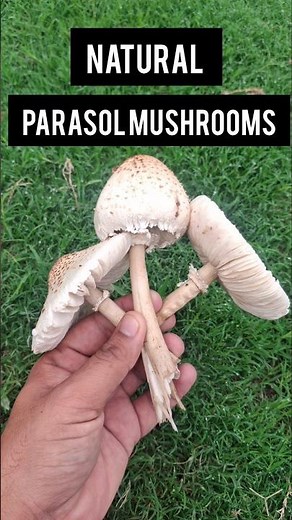 Natural Parasol mushrooms is Edible |This mushroom grow in Moonsoon | Organic Mushroom