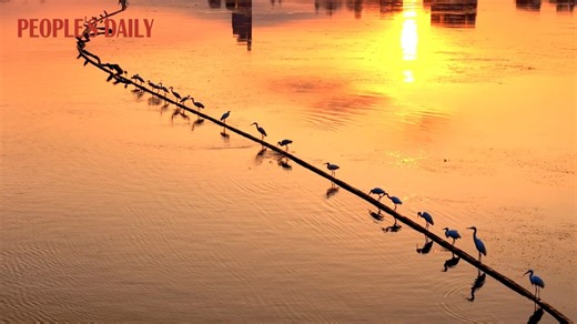 Egrets, night herons, grey herons and other waterbirds gather over a lake in the city of Nanning, south China's Guangxi, resting and foraging on the water. Amid the thriving city's skyline, they paint a vivid picture of harmonious coexistence between human and nature. | People's Daily, China