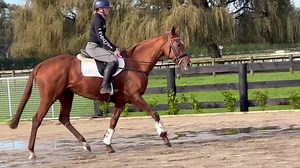 7.3K views · 298 reactions | Fizz having her debut ride - 15.3hh-ish 4yo Jakkalberry mare. Had a month off before coming to us, and arrived missing a front shoe & sore - farrier said she’d stood on her toe clip. Now has new front shoes and a pad on that sore foot, 99% better. She’s a nice moving mare, a couple of nappy moments on the left rein at the gate, & struggled with her left strike off that way, though did achieve it 3 or 4x. | EventStars Ltd | Facebook