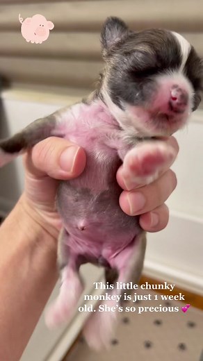 1 week old #puppy #chinesecresteddog #chinesecrested #hairlessdog #hairlesspet #chinesecrestedoftiktok #chinesecrestedhairless #chinesecrestedpuppy #puppylove #dogsofttiktok #doglover #puppylove #puppytiktok