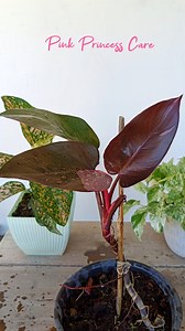 Philodendron Pink Princess Care 🌱 #pinkprincess #gardening #garden #plants #reels #trendingreel #trendingreelsvideo #facebookviral #facebookreelsviral | Gardening Ideas