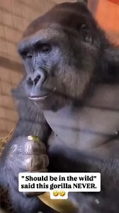 22K views · 11K reactions | What are the rules for gorilla trekking?...