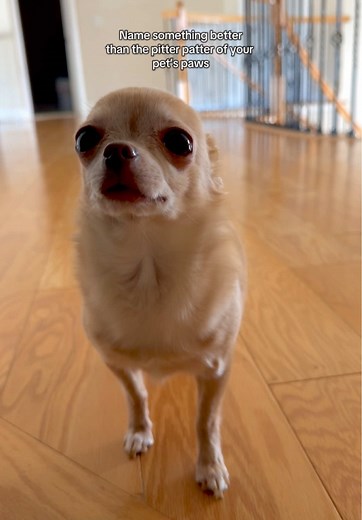 The Joy of Pet Sounds: Dogs and Puppies React