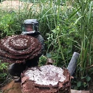 Biggest Wasp Nest Removal | UNDERGROUND Asian Hornet Nest | Bees Reels