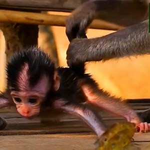 Poor baby monkey shacking terrify when mother dragging back so hard | Monkey BiBi