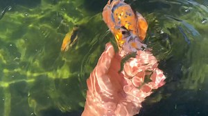 Large Calico Cow Ranchu | The Koi and Goldfish Factory