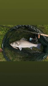 Now taking bookings for spring, summer and autumn guided Norfolk Broads bass fishing. | Live Stream Fishing UK | Facebook