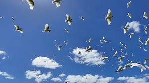 space and light 107/59 Constitution Avenue, Campbell This elegant two-bedder is rich in northern light and serves up a symphony of spaces, organic tones and textures, all informed by landscape. Arranged in an open plan, merging to a deep balcony that reads like another room, life is in constant dialogue with nature, enriched by long views out to the award winning Hassett Park. #homebyholly | Holly Komorowski - Real Estate Agent