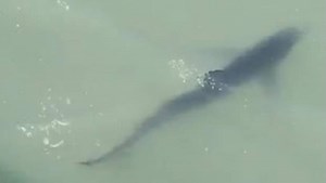 Shark spotted at New Brighton Beach