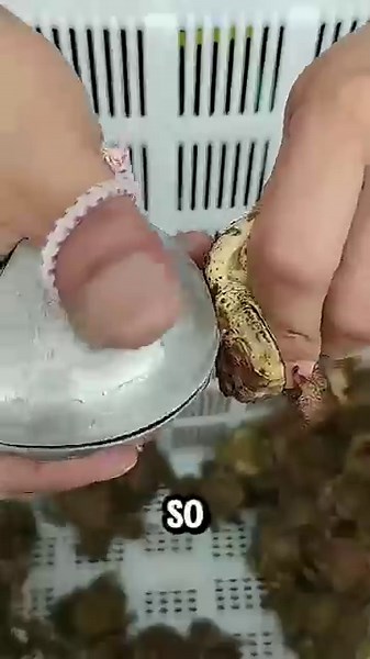 Why Harvest Toad Poison #dndx1