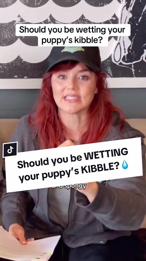 Should You Be Wetting Your Puppy’s Kibble?