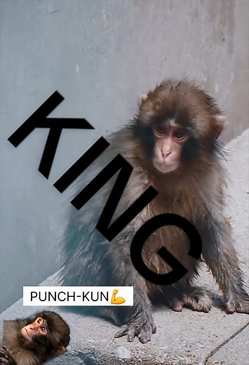 Punch-Kun the KING: Japanese Macaque Spotlight