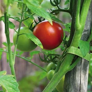 Whether you're supporting plants, bundling stakes or even tying up tomato plants, VELCRO® Brand Garden Ties are here to help you with all your gardening needs. Pick up a pack today http://ow.ly/eRgE50JlBNV | Velcro Brand