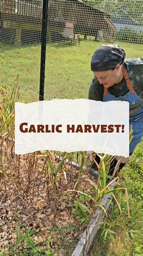 You may notice an outfit change halfway through this video. Yes, this was all in one day, but it was hot and super humid, which necessitated a shower and outfit change before a mid day doctors appointment. #homegrownkosher #garlic #growfood #gardening #growgarlic | Homegrown Kosher