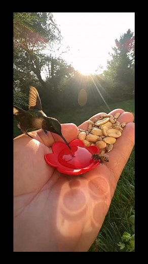 Male hummingbird with female honeybee. | Daniel Hipp