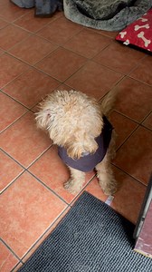 2.2K views · 28 reactions | Marley smashing threshold training  | Hounds to Horses Northumberland | Facebook